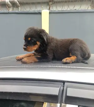 1-3 months Male Purebred Rottweiler