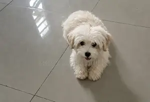 6-12 months Male Purebred Lhasa Apso