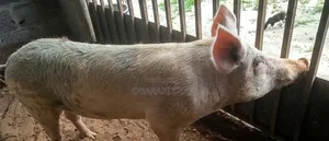 Pig (Boar) for Sale