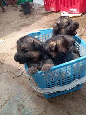 0-1 month Male Purebred German Shepherd