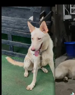 1+ year Female Purebred German Shepherd