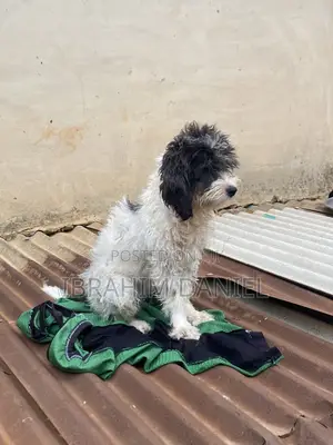 1+ year Female Purebred Lhasa Apso