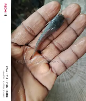 Catfish Post Fingerlings And Juveniles For Sell