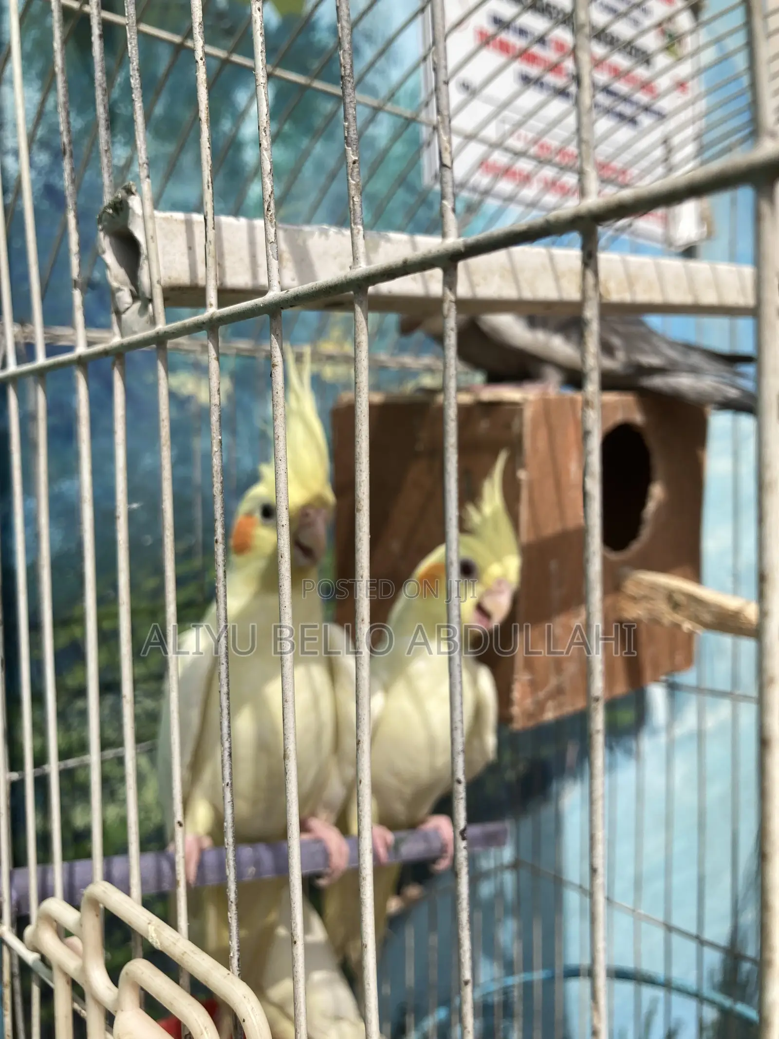 Cockatiels