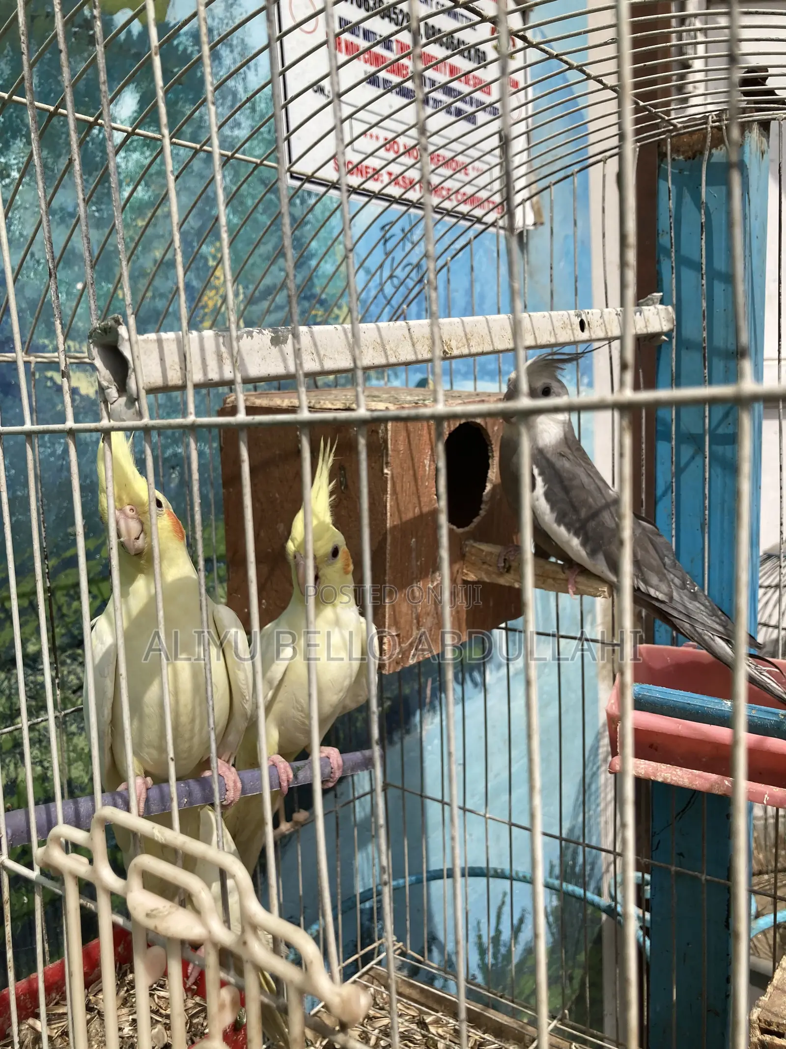 Cockatiels