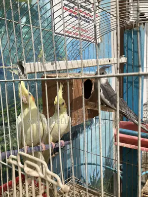 Cockatiels