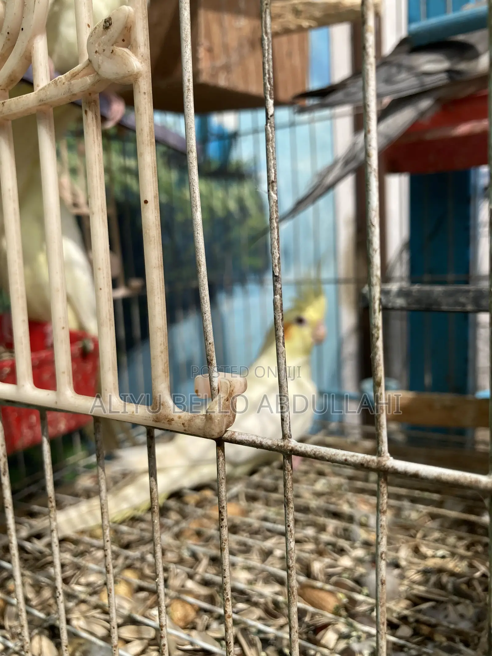 Cockatiels