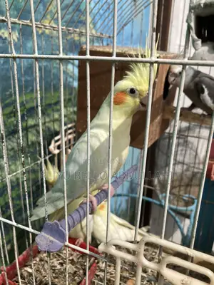 Cockatiels