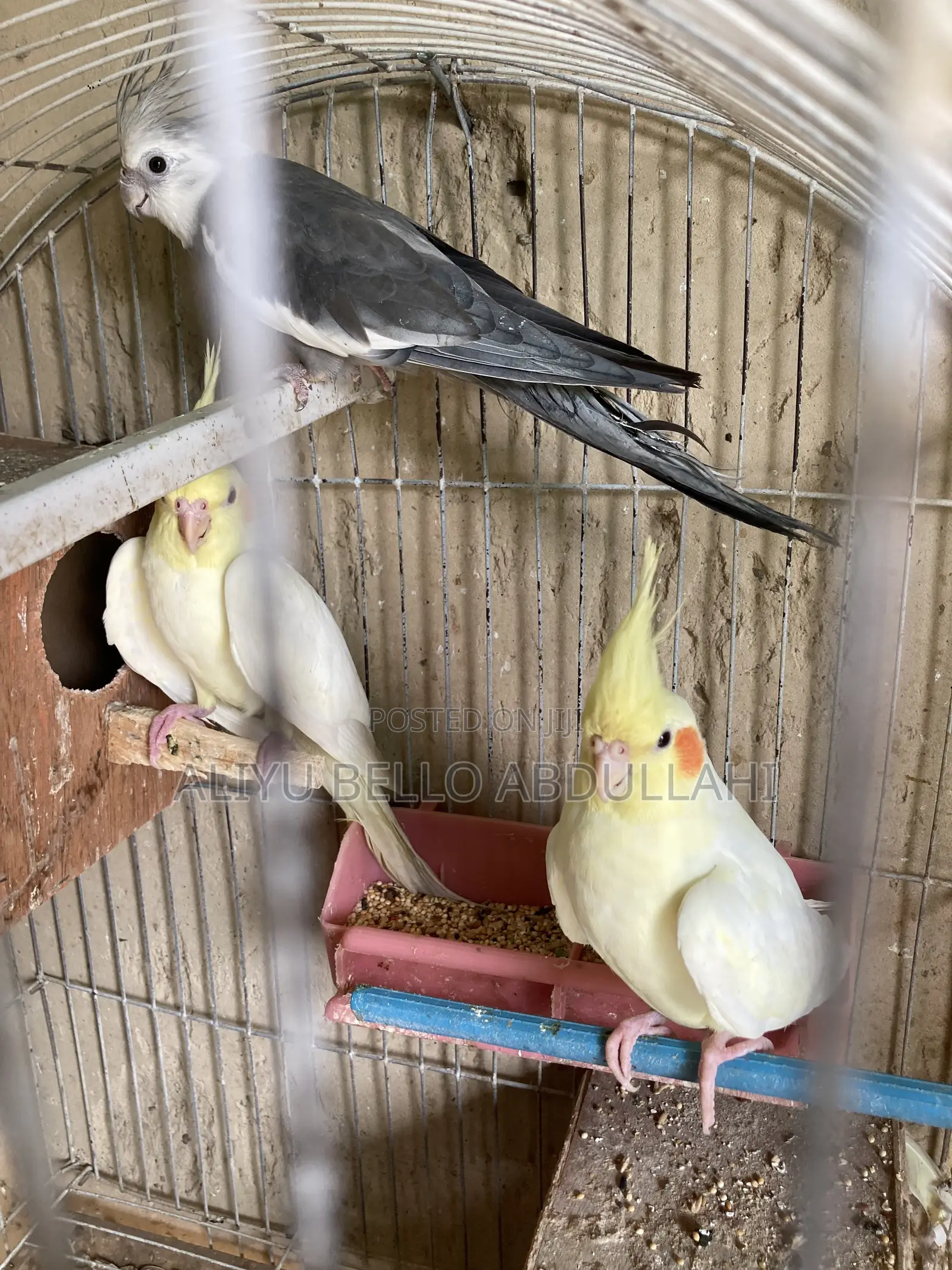 Cockatiels