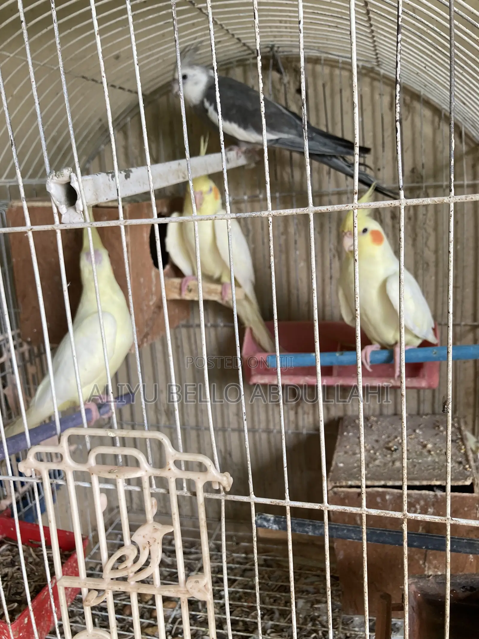 Cockatiels