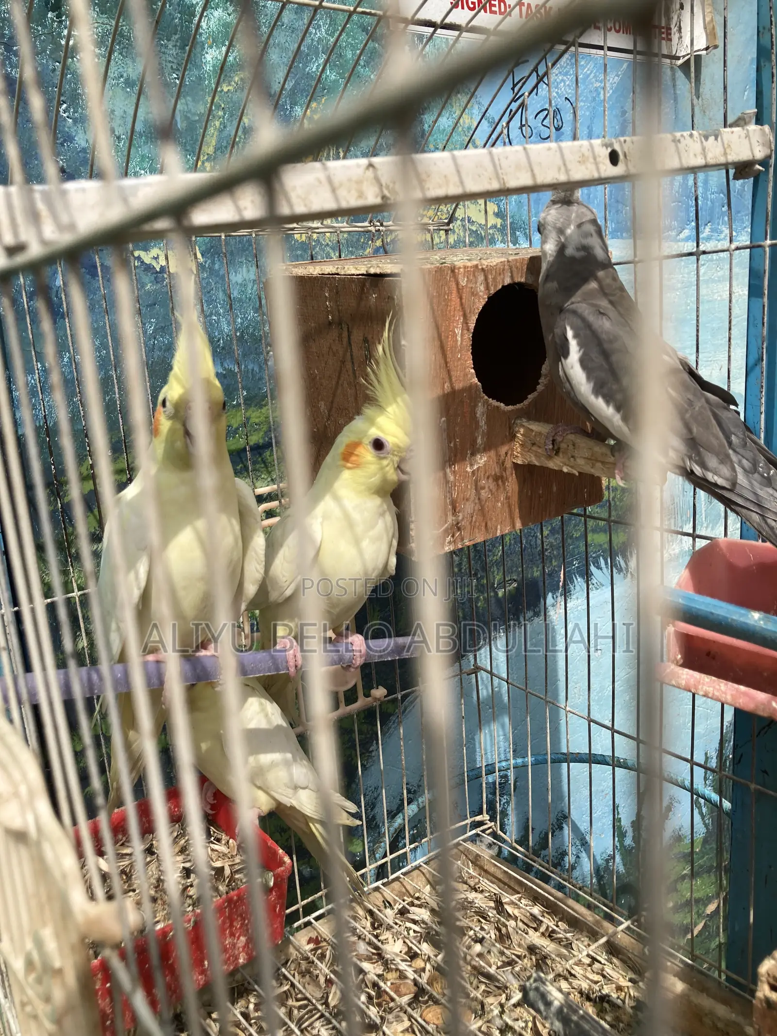 Cockatiels
