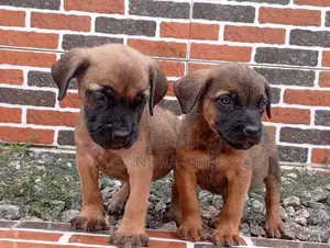 1-3 months Female Purebred Boerboel