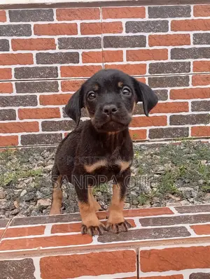 1-3 months Female Purebred Rottweiler