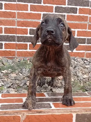 1-3 months Female Purebred Boerboel