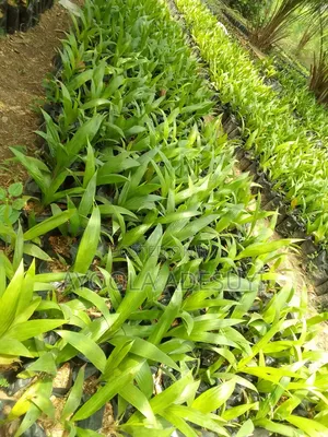 Cash Crops Seedlings for Sale / Soil Testing and Farm Services
