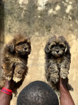 1-3 months Female Purebred Lhasa Apso