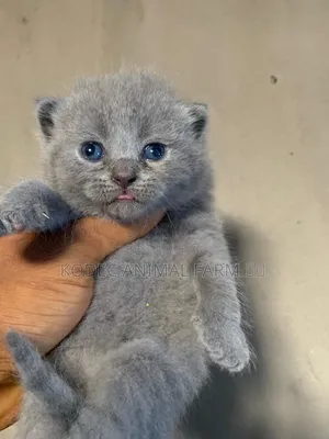 0-1 month Male Purebred British Shorthair