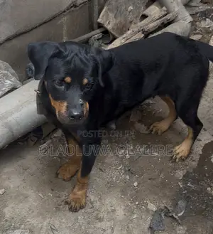 1+ year Female Purebred Rottweiler
