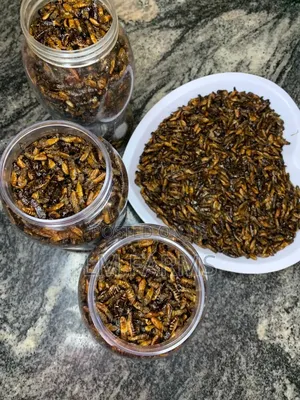 Edible Termite