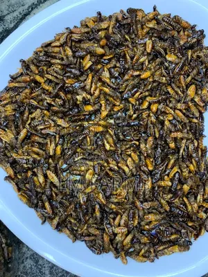 Edible Termite