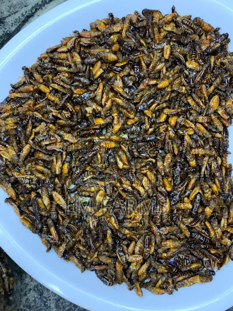 Edible Termite