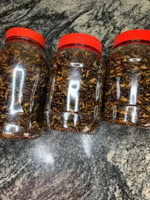 Edible Termite
