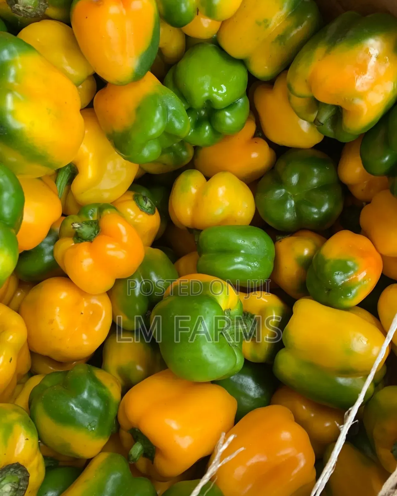 Fresh Bell Peppers