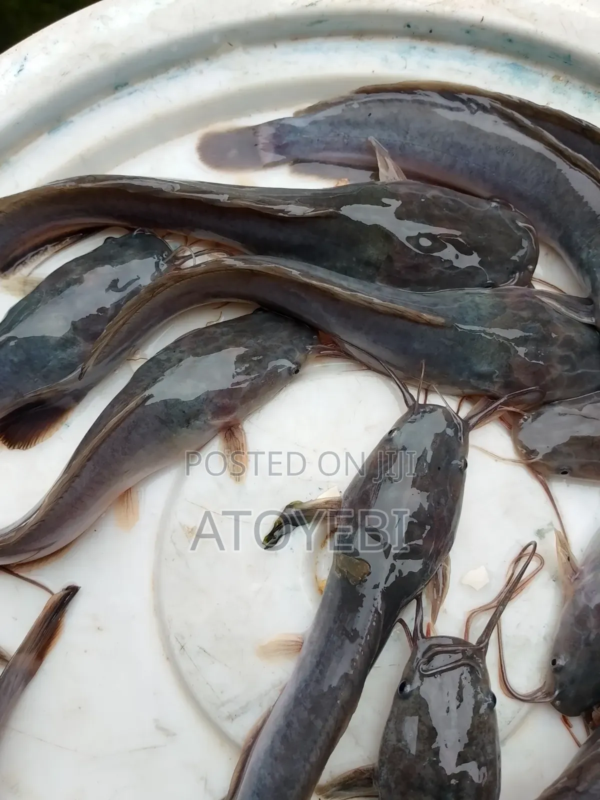 Catfish in Different Sizes