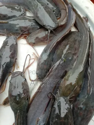 Catfish in Different Sizes