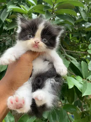 3-6 months Male Purebred Persian