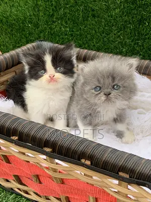 1-3 months Female Purebred Persian