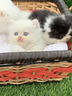 1-3 months Female Purebred Persian