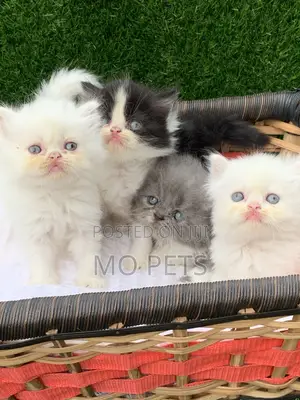 1-3 months Female Purebred Persian