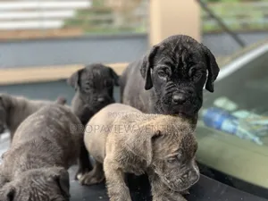 1-3 months Female Purebred Cane Corso