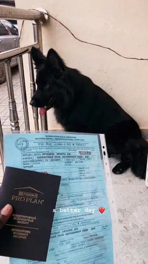 1+ year Female Purebred German Shepherd