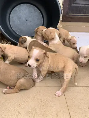 1-3 months Female Purebred American Pit Bull Terrier