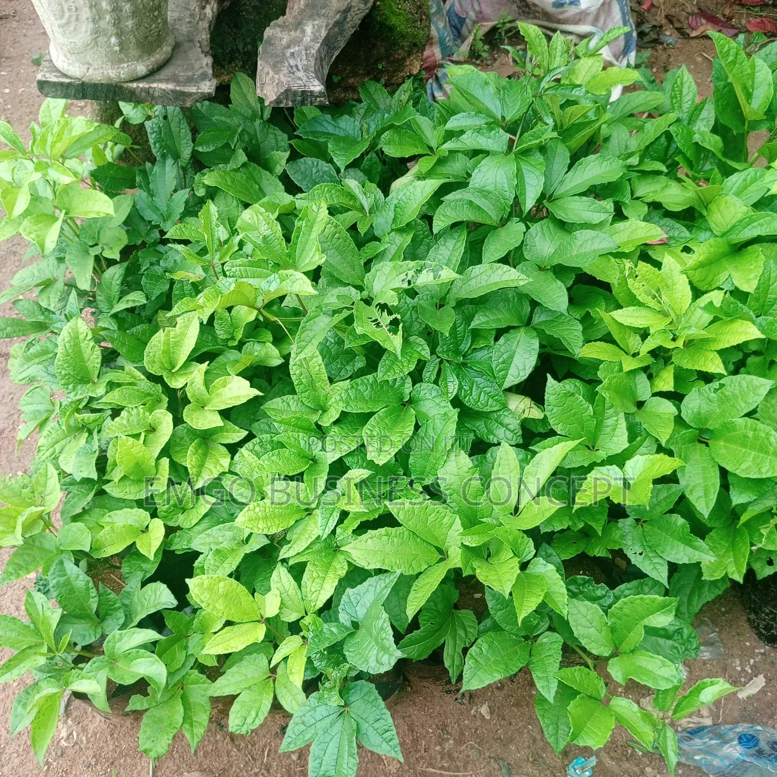 Ugu Seedlings