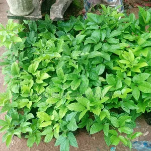 Ugu Seedlings