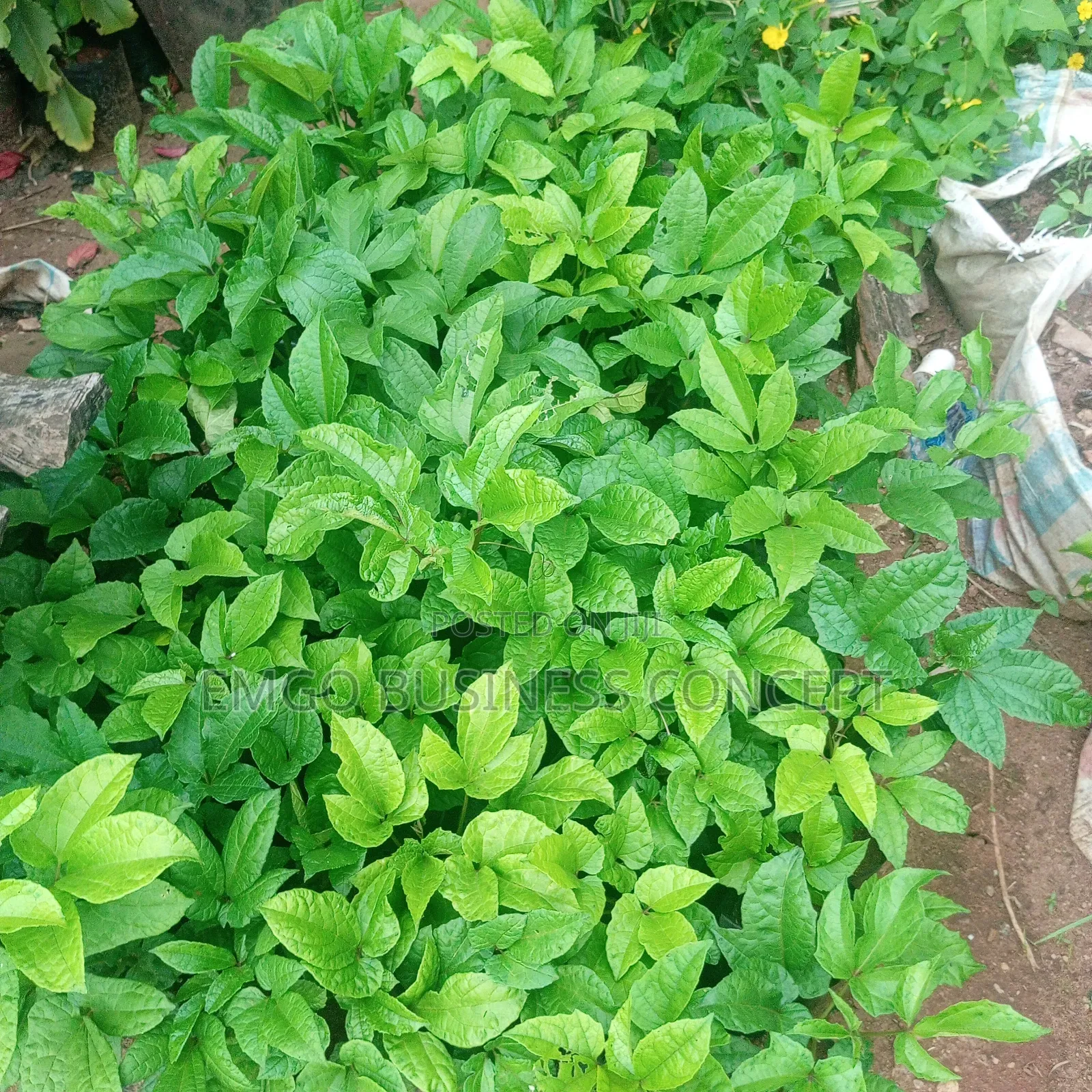 Ugu Seedlings