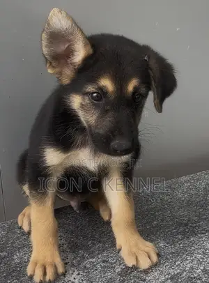 1-3 months Male Purebred German Shepherd