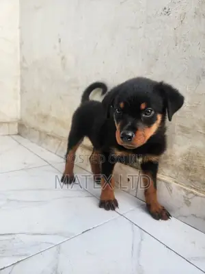 1-3 months Female Purebred Rottweiler