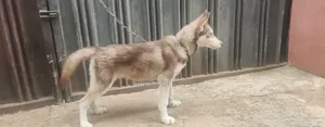3-6 months Male Purebred Siberian Husky