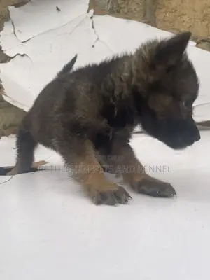 1-3 months Female Purebred German Shepherd