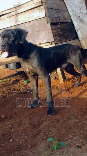 1+ year Male Purebred Cane Corso