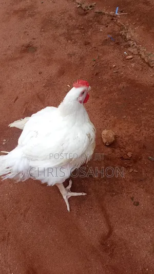 Poultry Birds for Sale