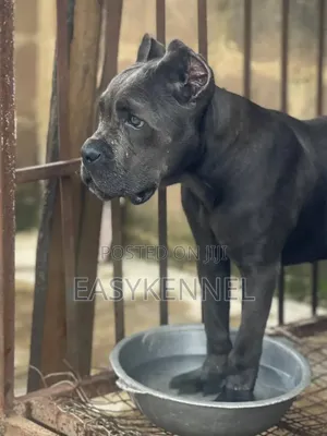 1-3 months Female Purebred Cane Corso