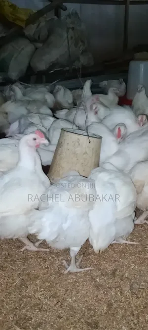 Home Train Chicken