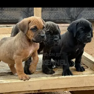 1-3 months Female Purebred Cane Corso