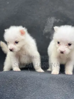 1-3 months Female Purebred American Eskimo