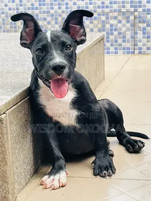 1-3 months Male Purebred American Bully